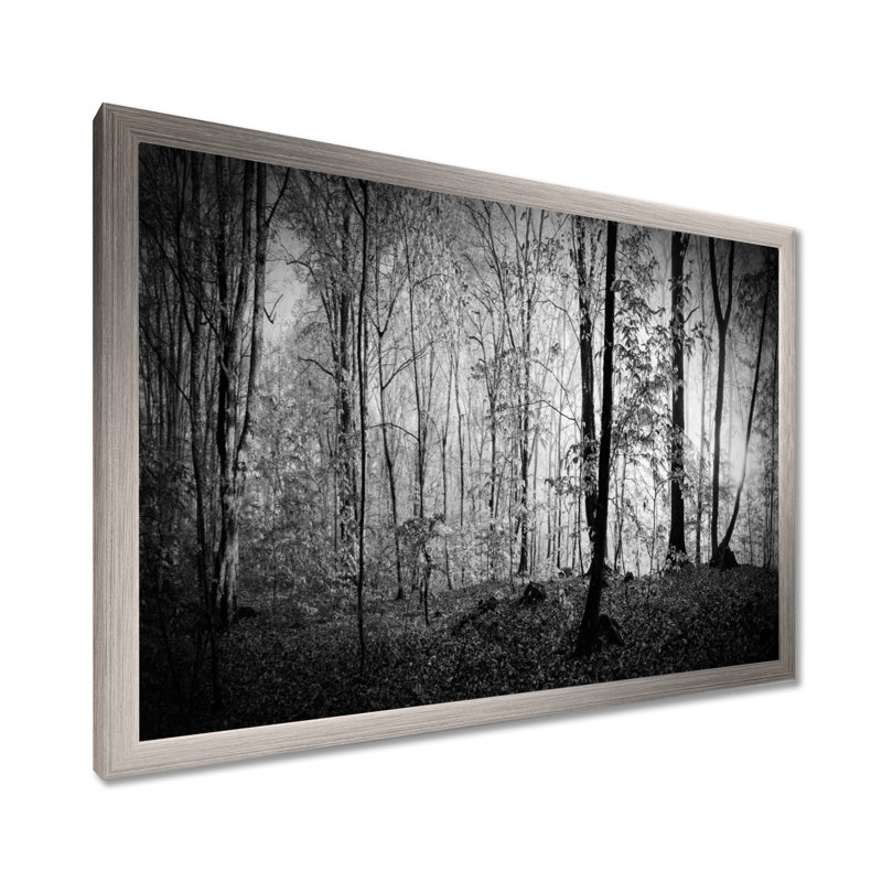 «Beautiful Forest Morning Panorama», reproduction, H 30 po x l 40 po, Cadre photo argenté