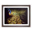 Illuminated Peacock 1 Piece Single Picture Frame Painting-428805008-428805014