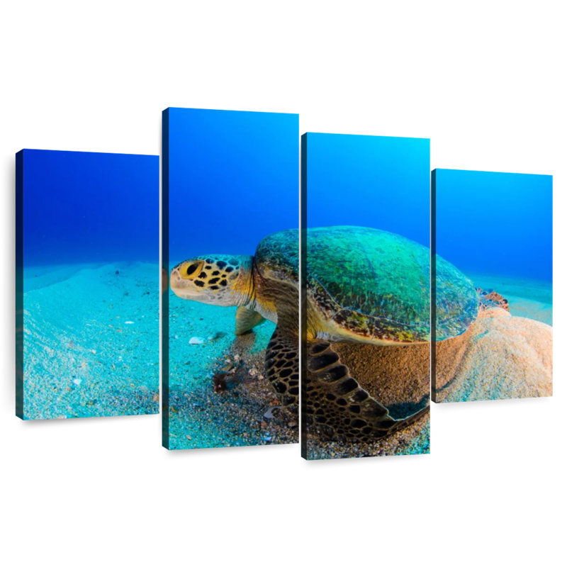 Brampt Resting Sea Turtle, 48'' H x 75'' W