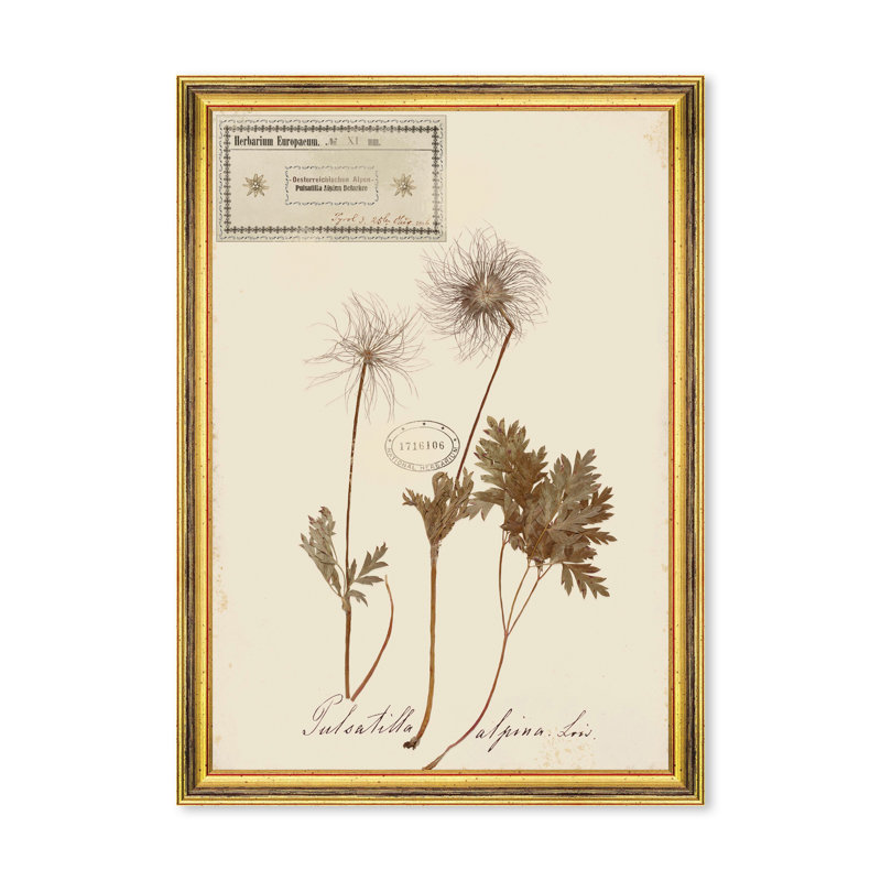 HERBARIUM ALPINIUM XI