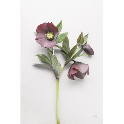 Hellebore Study V