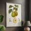 Vintage Pears III, reproduction encadrée - bois massif-1189928451