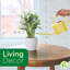Live Parlor Palm Plant Set