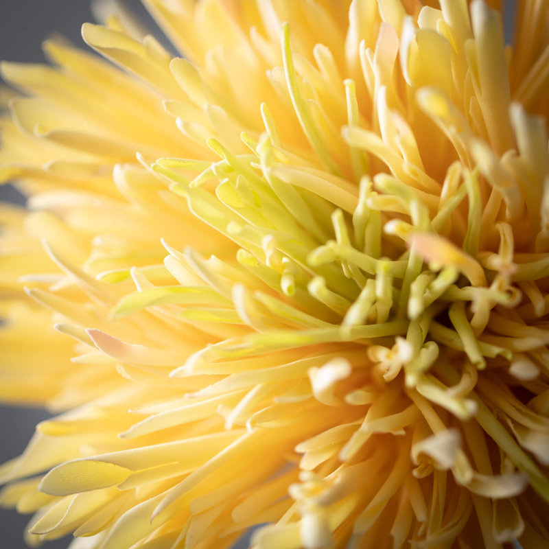 Arrangement de chrysanthème, Jaune
