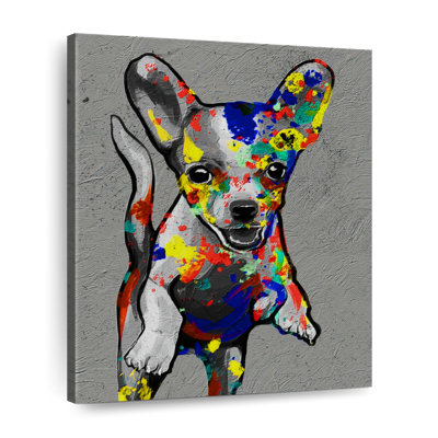 Chihuahua arc-en-ciel