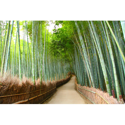 Georges Bamboo Forest by Rudiuks - Wrapped Canvas Print