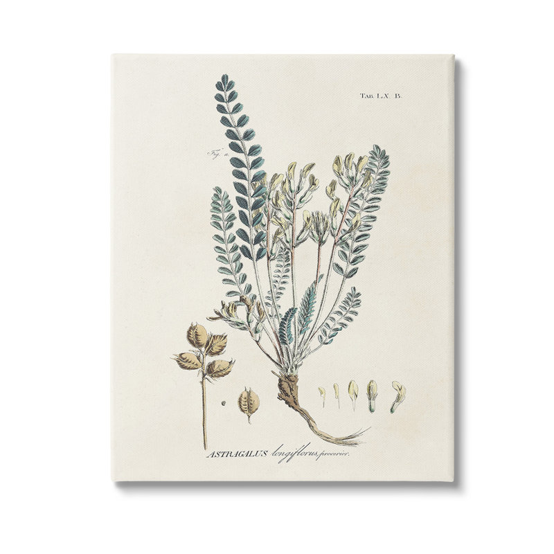 Art mural sur toile Nature Leaves & Seeds par Martini, H 40 po x l 30 po