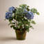 Hydrangeas in Pot-676891219