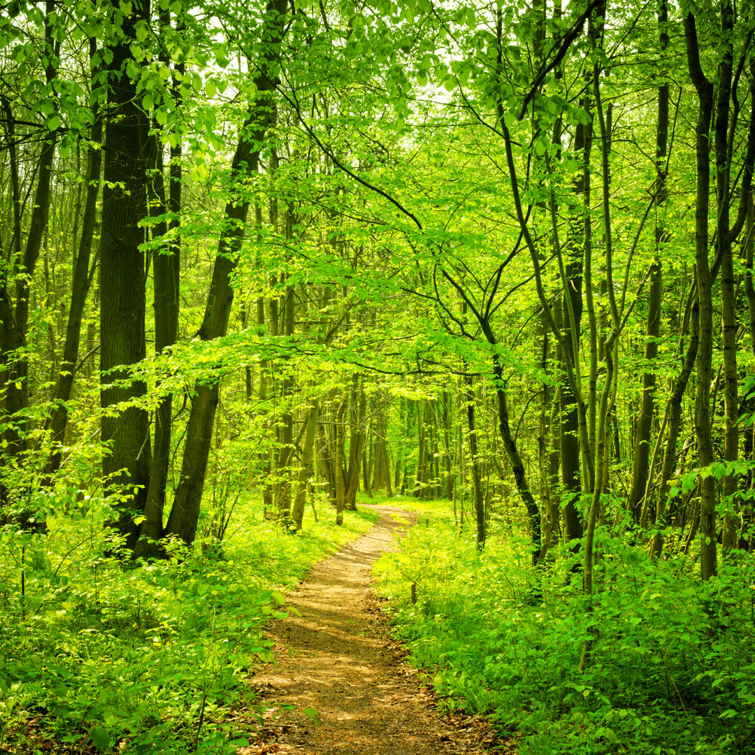 Waldweg von Nikada - Drucken