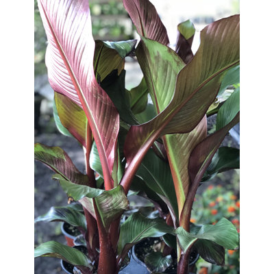 Red Abyssinian Banana Tree - Live Plant in a 6 Inch Grower's Pot - Ensete Maurelii - Ornamental Fruit Tree for The Patio and Garden