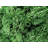 Preserved Moss for Home Décor-1852178091