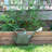 Promo 2 Gallon Plastic Indoor/Outdoor Watering Can-564417721