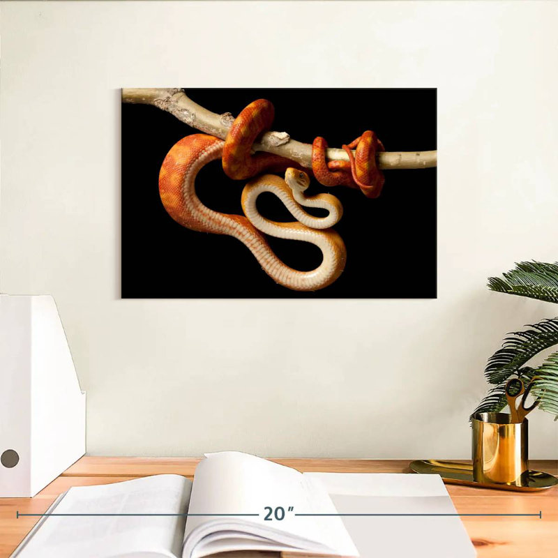 Brampt Red Tailed Boa, 8" H x 12" W