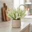 Ferdinand Heather en pot-28784520