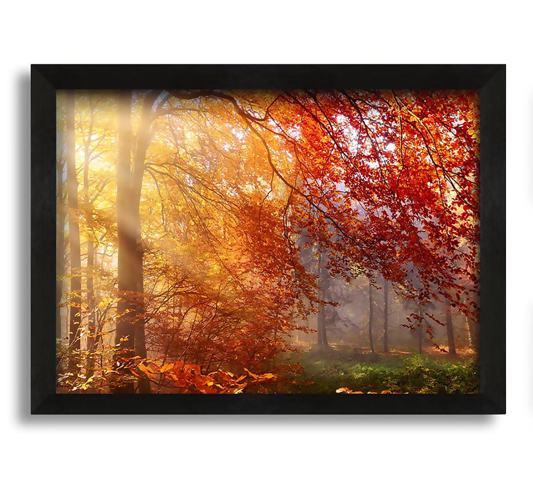 Gerahmtes Leinwandbild Autumn Forest Sunrays