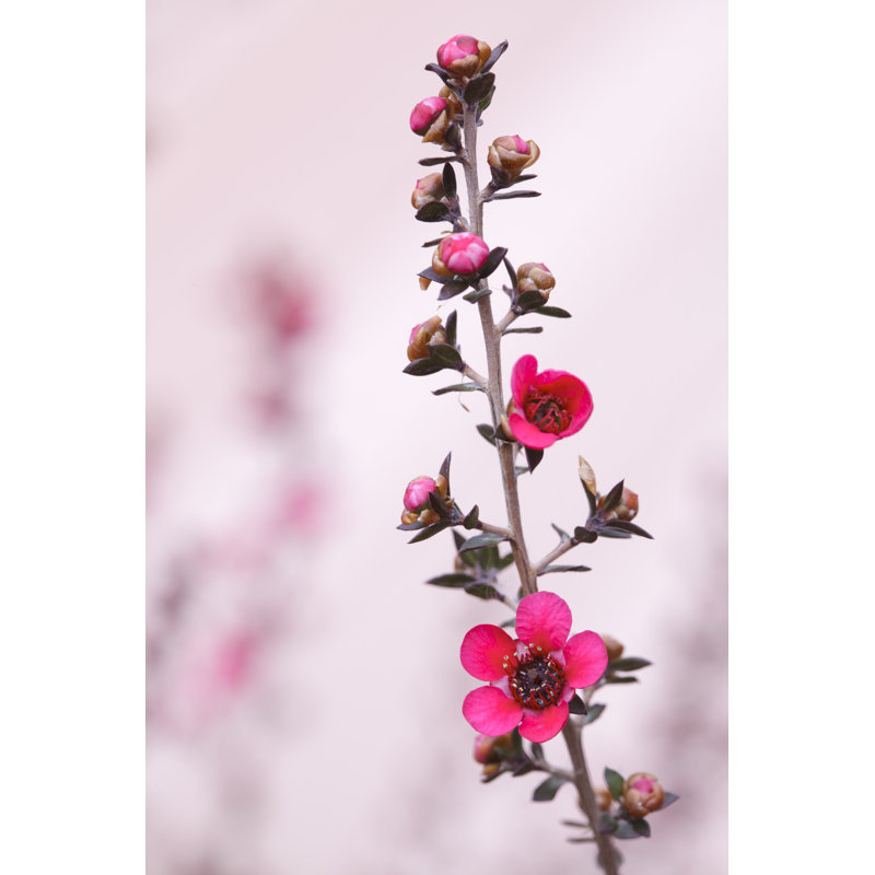 Tea Tree Macro by Picturelake, 30" H x 20" W