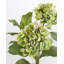 Hortensia double bleu 91 cm-509150671