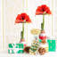 Costa Farms Indoor Holiday Red Amaryllis Bulb, Pack of 2