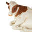 Sculpture Cole and Gray Polystone Sleeping Cow