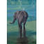 Serene Giant