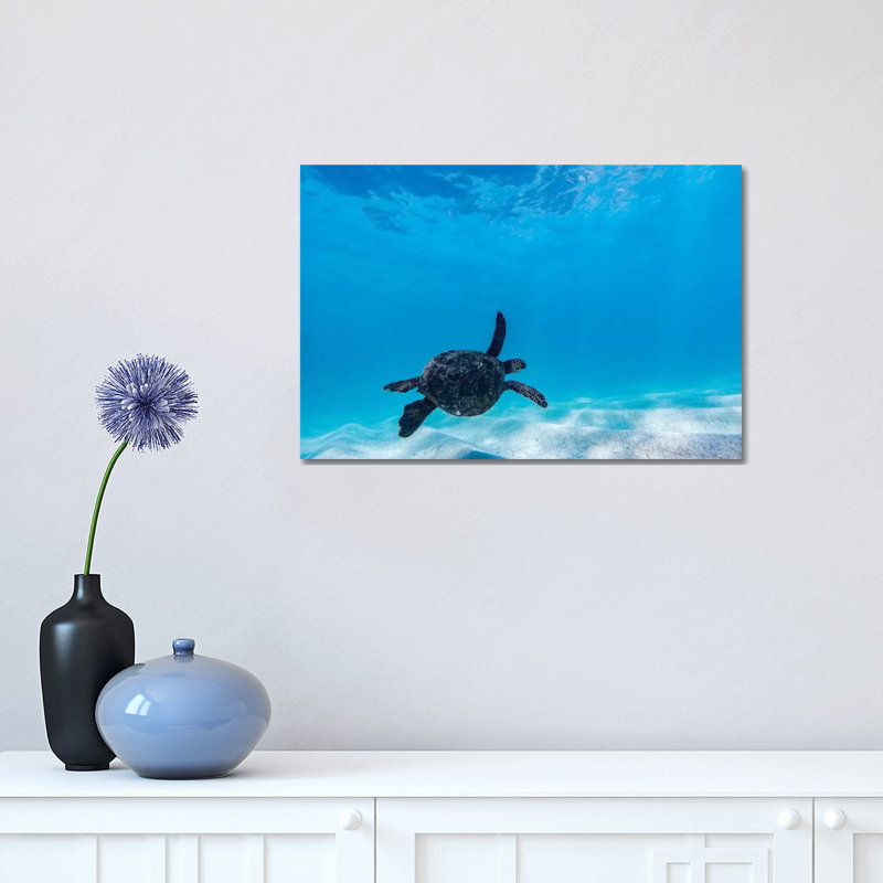 «Glide Turtle» par Sean Davey - reproduction d'art, H 12 po x l 18 po x 1,5 po, Aucun mat, Toile tendue