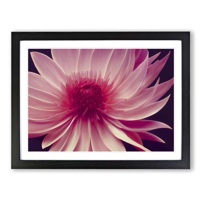 Cute Chrysanthemum Flower - Framed Print, Black, 25cm H x 34cm W x 2cm D