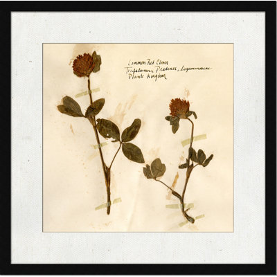 Pressed Botanical " Pressed Botanical 2 "