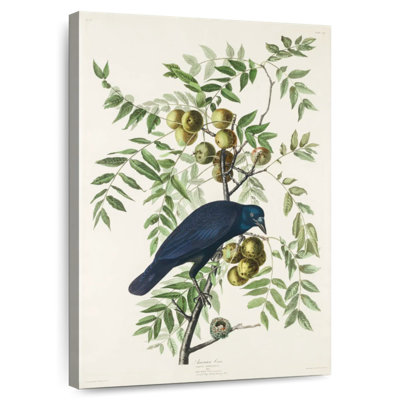 Brampt American Crow