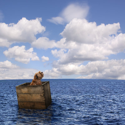 Lost Dog In Ocean - Wrapped Canvas Print