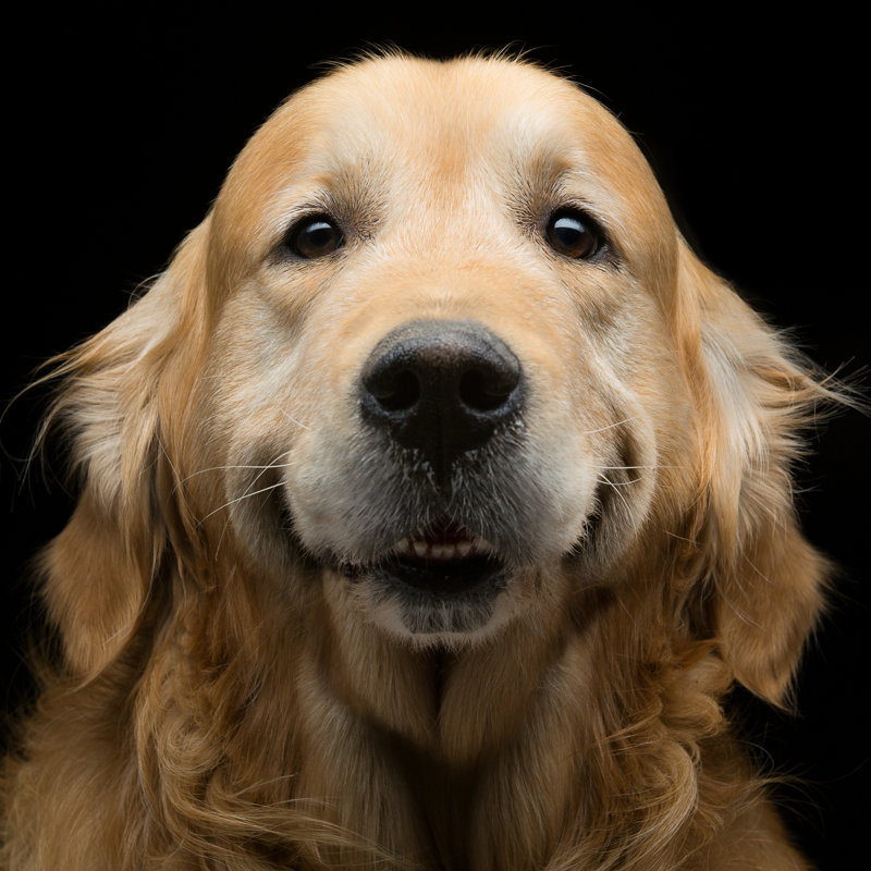 Golden Retriever - photographie sur toile tendue, H 30 po x l 30 po