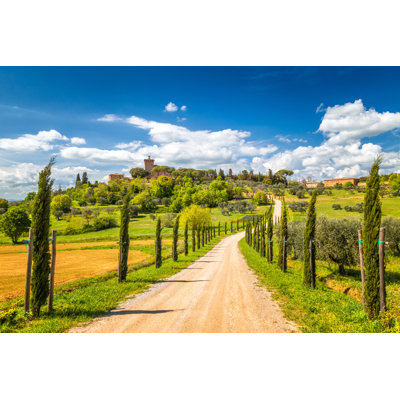 " Cypresses Lined Path " by Viliamm