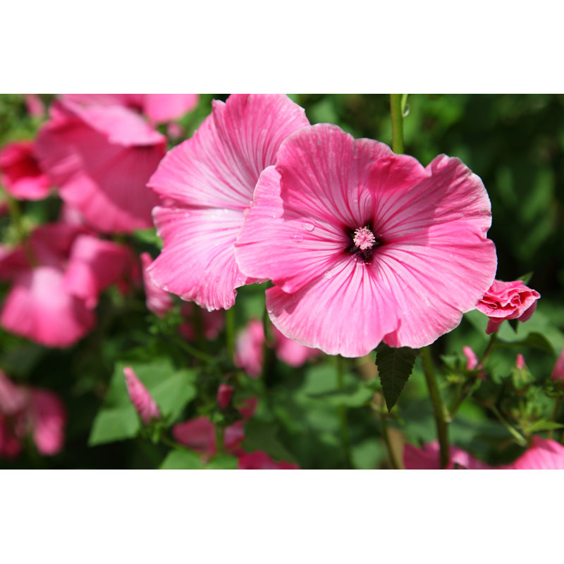 Pink Lavatera - Wrapped Canvas Print, 20cm H x 30cm W
