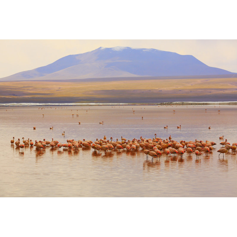 Andean Flamingos Landscape by Agustavop - Wrapped Canvas Print, 51cm H x 76cm W