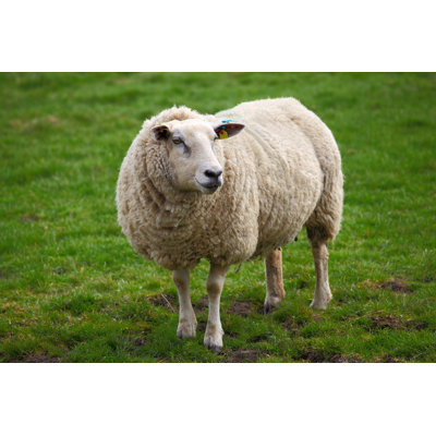 " Sheep In Green Meadow "