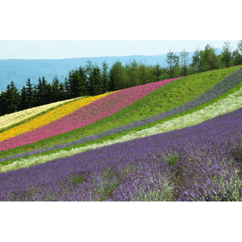 Colbourne Rainbow Flower Field - Wrapped Canvas Print, 30cm H x 46cm W x 3.8cm D