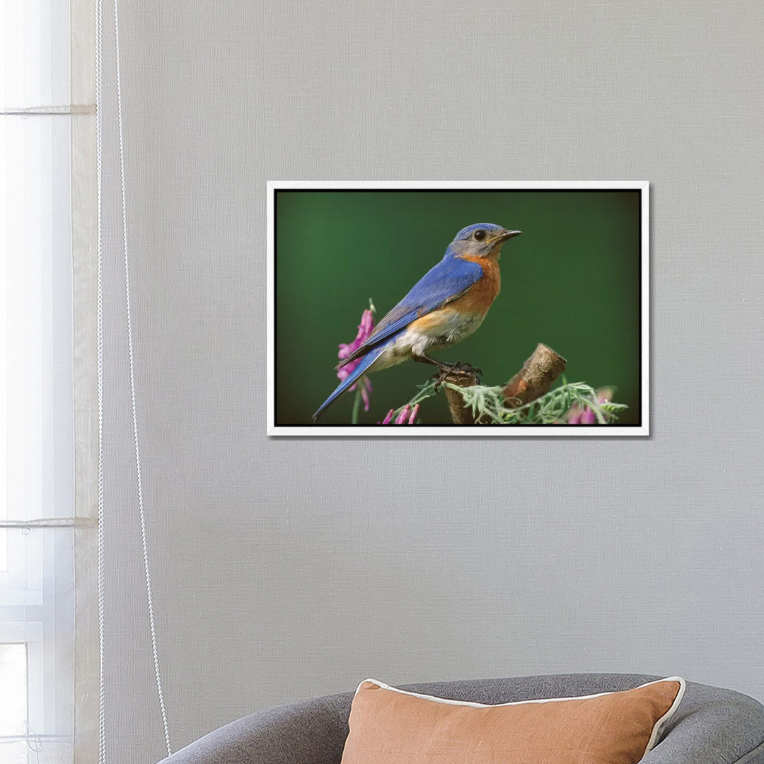 Eastern Bluebird Male, Ontario, Canada von Tim Fitzharris - Galerie-verpackte Leinwand Giclée