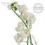 Orchidée artificielle dans un vase-64581341