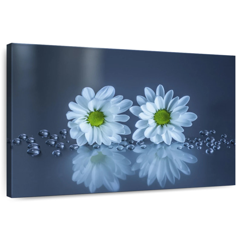 Harnek - marguerites blanches, H 8 po x l 12 po