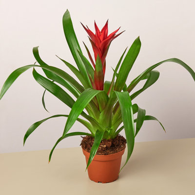 House Plant Shop Live Foliage Plant