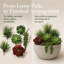 Plante grasse artificielle