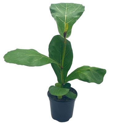 Florida House Plants Ficus Lyrata Bambino 4 inch Dwarf Fiddle Leaf Fig Tree  | Wayfair