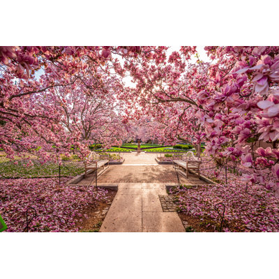 " Washington Dc Spring Flowers "