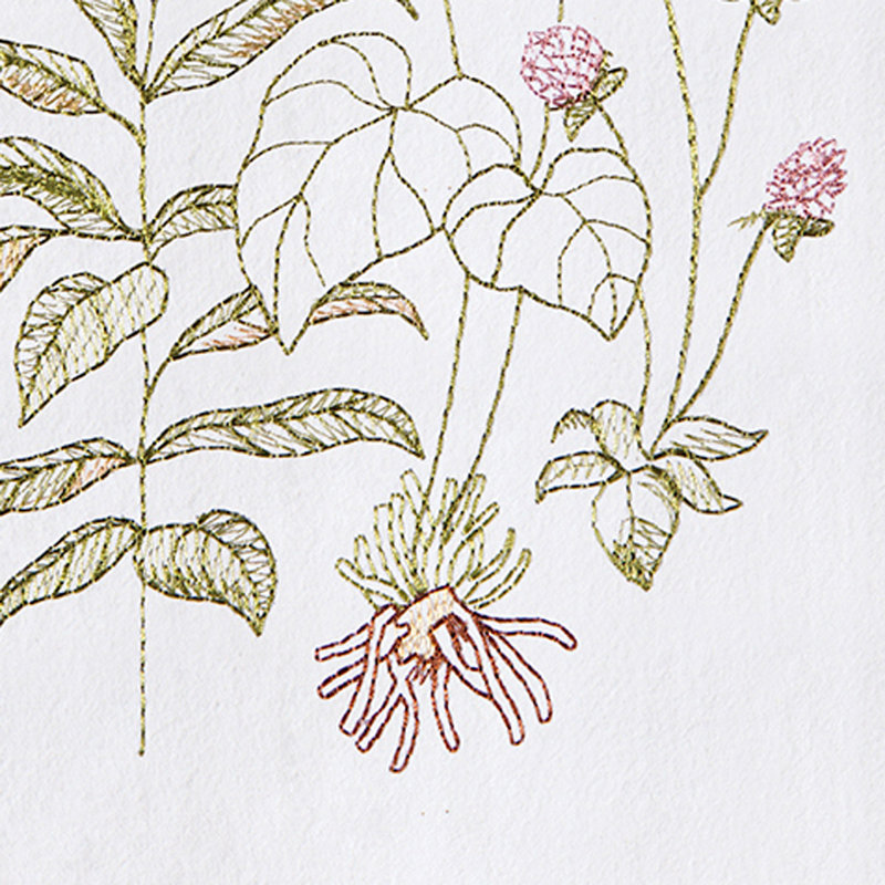 Anessa Flour Sack Cotton Kitchen Towel