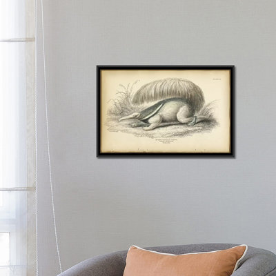 " Great Anteater " by PI Collection