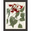 Large Red Botanical II Print