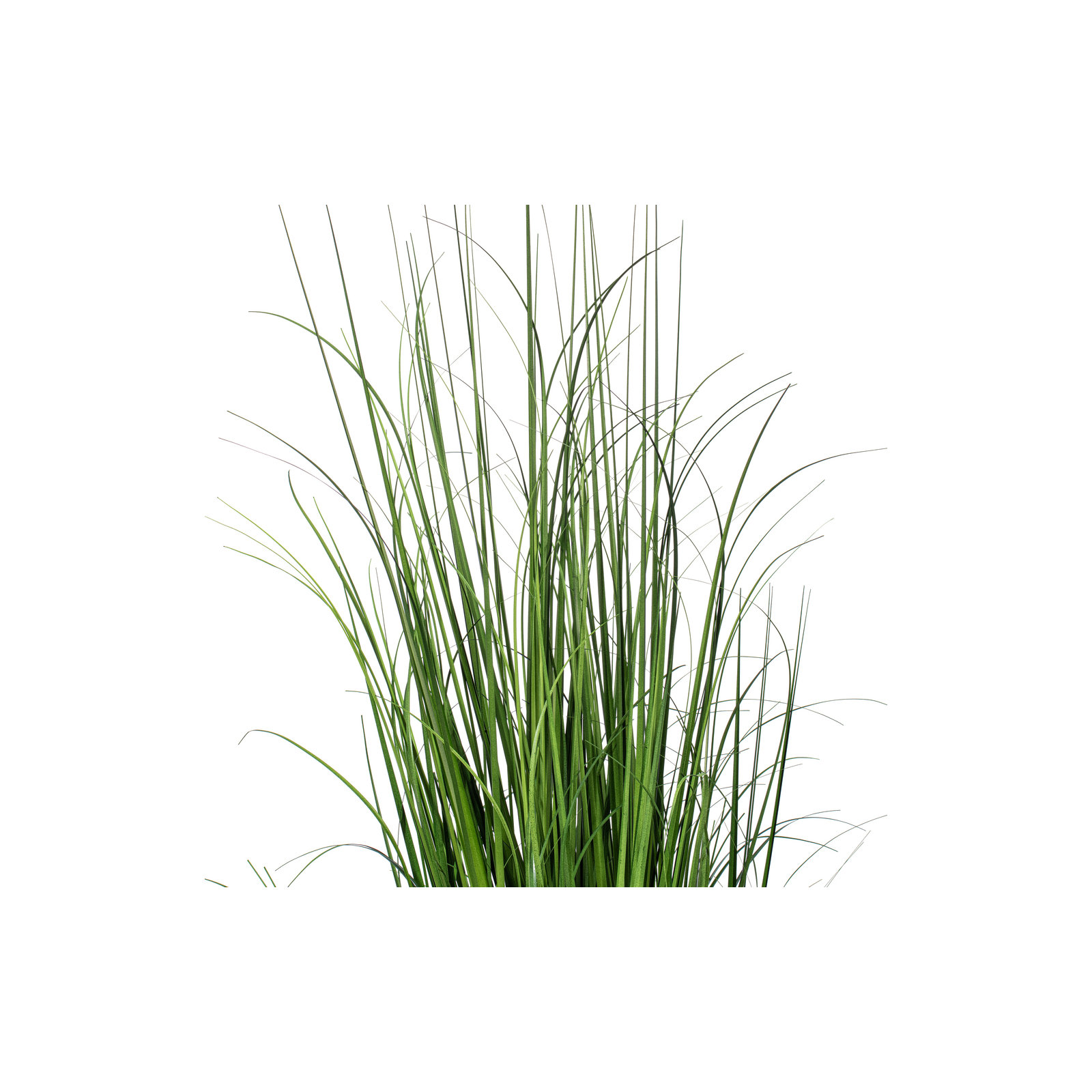 Potted Green Lemongrass., 48" H x 9" W x 9" D