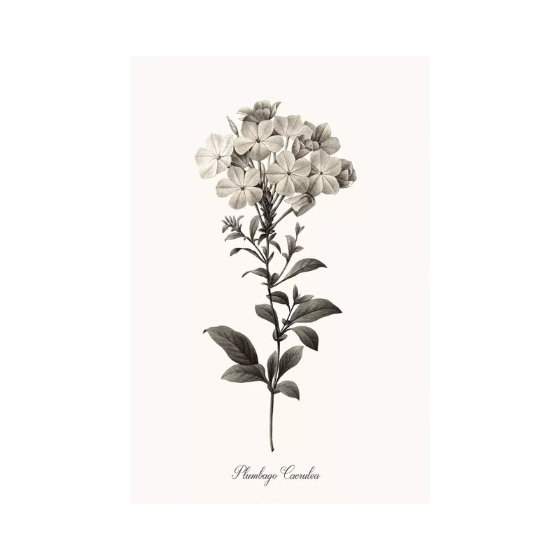 Sketchbook Leadwort 1 Piece Wrapped Canvas Wall Art, 45.72cm H x 30.48cm W