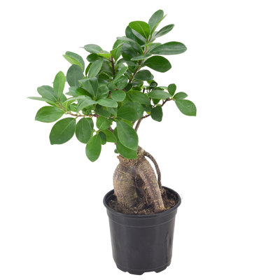 13'' Ficus Plant