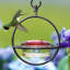 Mangeoire pour colibris-1154943493