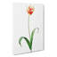 Didiers Tulip by Pierre-Joseph Redoute - Wrapped Canvas-55342794